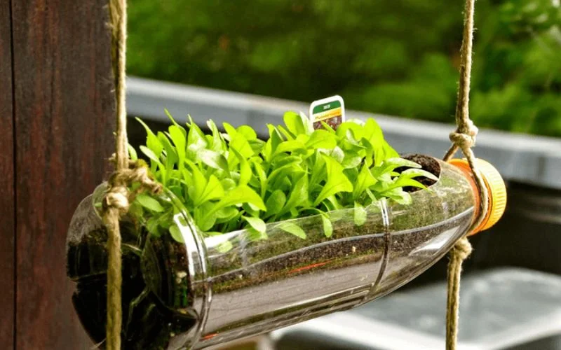 Tái chế chai nhựa thành chậu trồng cây